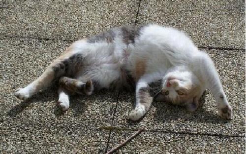Kitty