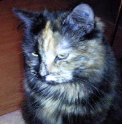 calypso-15072011-beauvoir.jpg