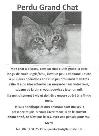 grand-chat.jpg